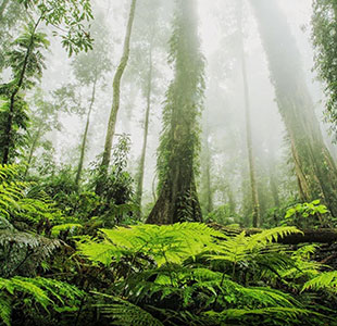 نسيج الطبيعية ( الغابات ) السجاد التجارية الطوب